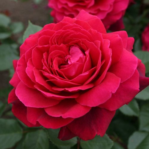 Rosa Bellevue ® - rosso - rose ibridi di tea